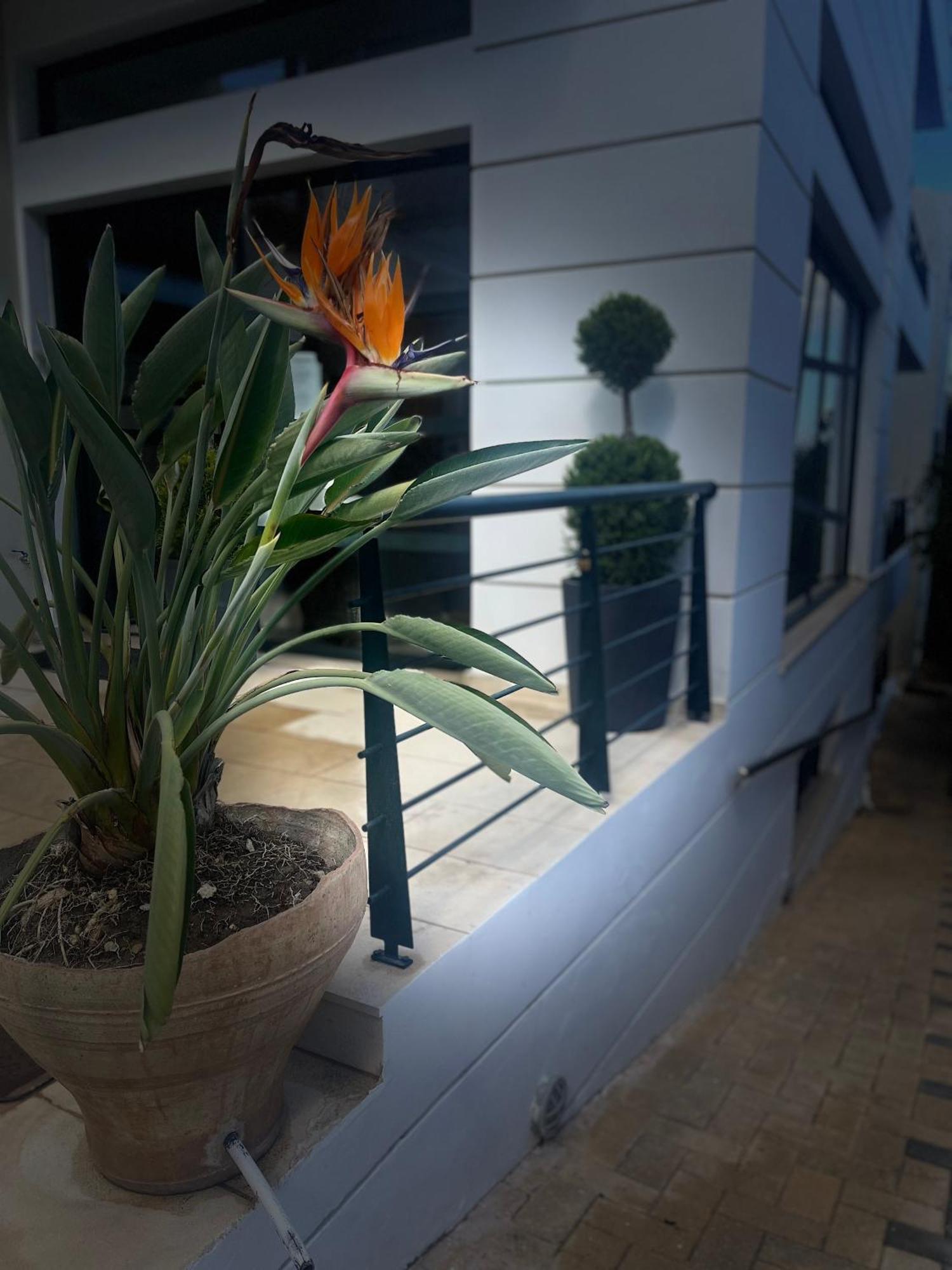 Myrtos Myrthe Apartments מראה חיצוני תמונה